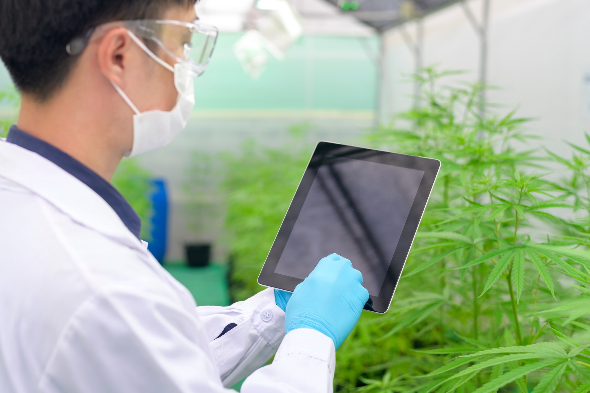 Concept of cannabis plantation for medical, a scientist using tablet to collect data on cannabis
