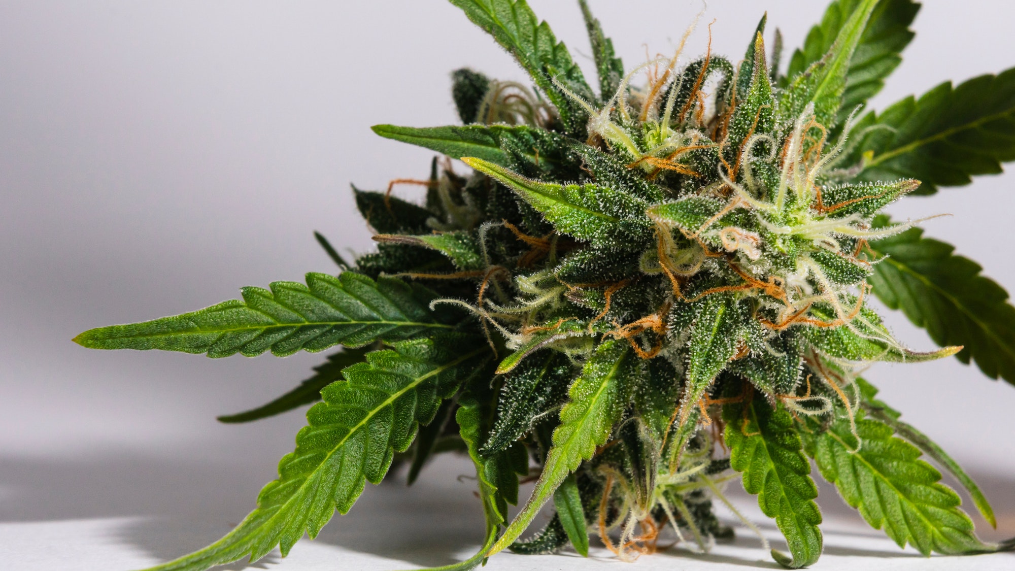 Macro close-up of fresh medical marijuana buds growing indoors